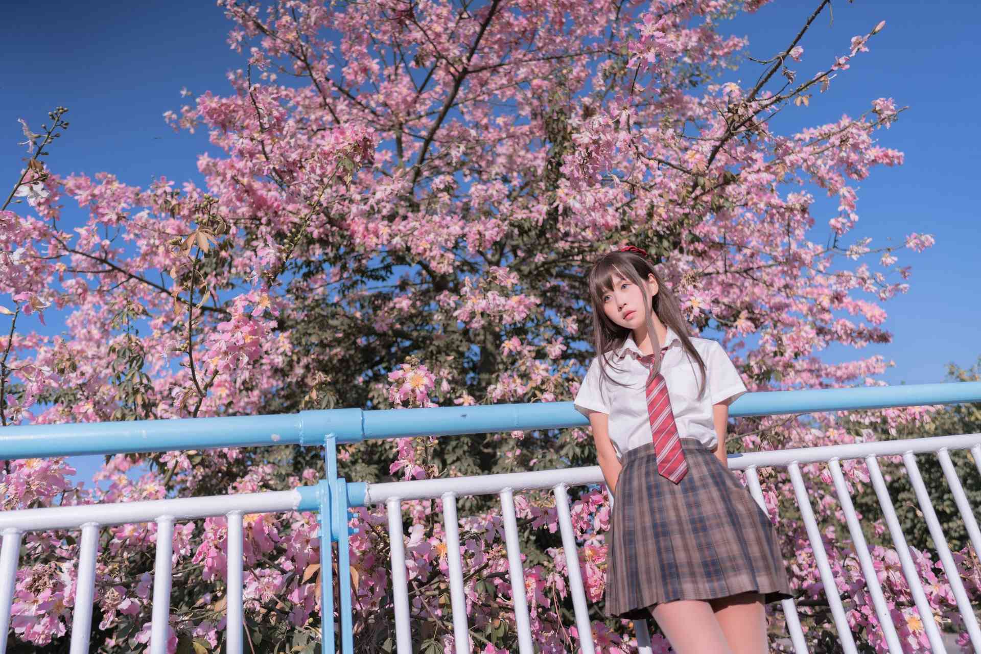萌芽儿o0异木棉花